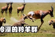 娱乐圈吃瓜羊了个羊,揭秘明星们的“羊群效应”